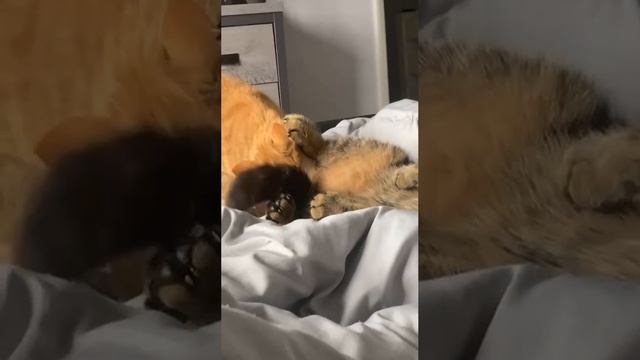 коты смотреть онлайн