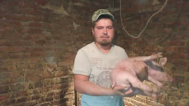 Мощные пацики! От Хряка породы Макстер 304. Поросятам 1 месяц. Свиноводство. смотреть онлайн