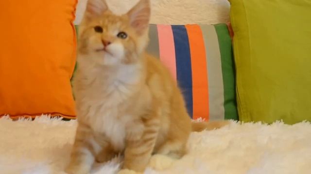 Котята мейн-кун В-помет 3 месяца питомник Zilantshadow смотреть онлайн