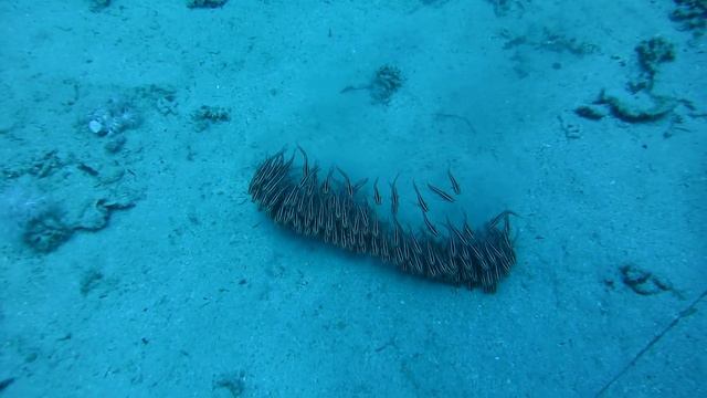 Морские сомики плавают строем смотреть онлайн