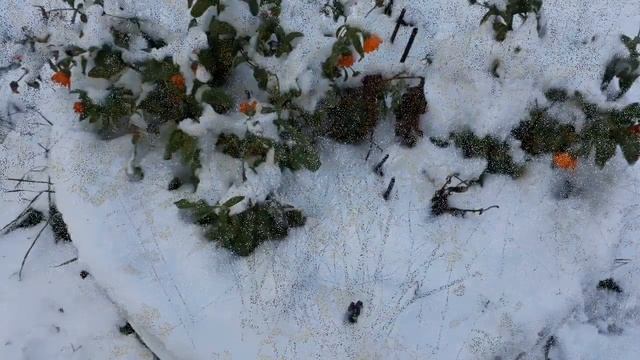 Первый снег!Цветы в снегу,как же это красиво! смотреть онлайн