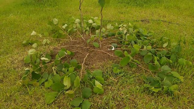 Сколько саженцев фундука с 12 соток ? смотреть онлайн