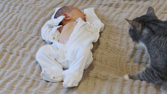 Первая встреча кота и новорожденного ребенка смотреть онлайн