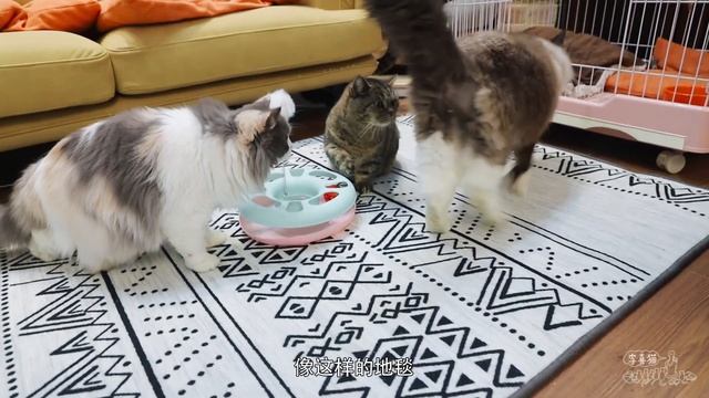 是什麼讓傲嬌貓咪放下尊嚴滿地打滾？這塊地壇有點東西！｜李喜猫 смотреть онлайн