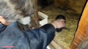 ОТСАДКА КРОЛЬЧАТ.ОТСАДКА месячных крольчат.Как отсаживать крольчат.Чем кормить крольчат при отсадке