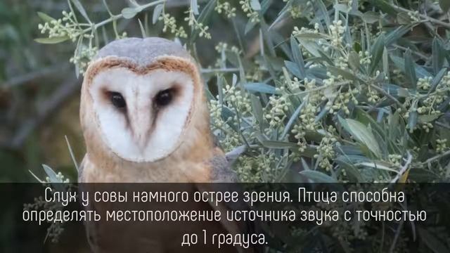 ⭐️ 5 фактов о СОВАХ, которые мы НАШЛИ в интернете! смотреть онлайн
