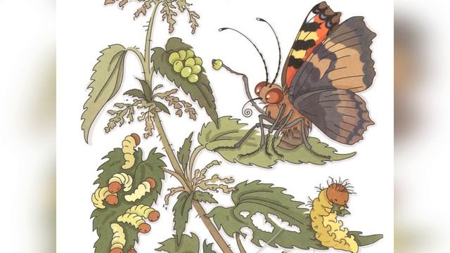 Сказка на ночь. Серая звёздочка смотреть онлайн