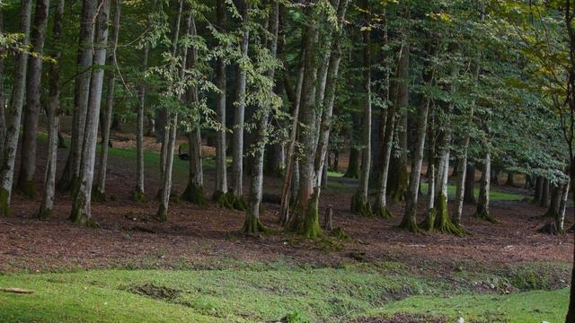 Forest Serenity: 10 Hours of Birdsong and Cello смотреть онлайн