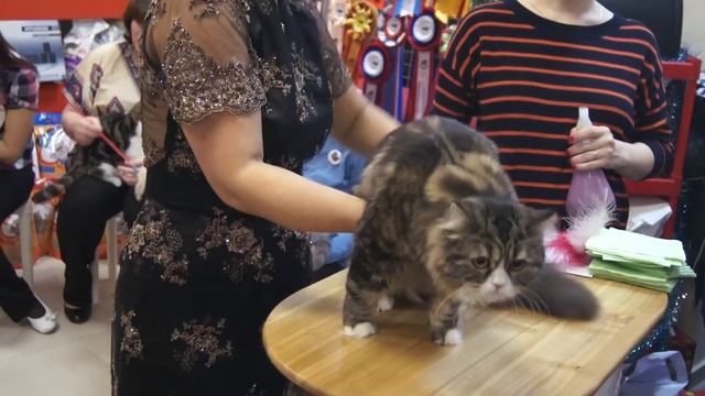 WCF-ринг молодых 4.01.2012, хайленд-страйт, эксперт Н.Сумина смотреть онлайн