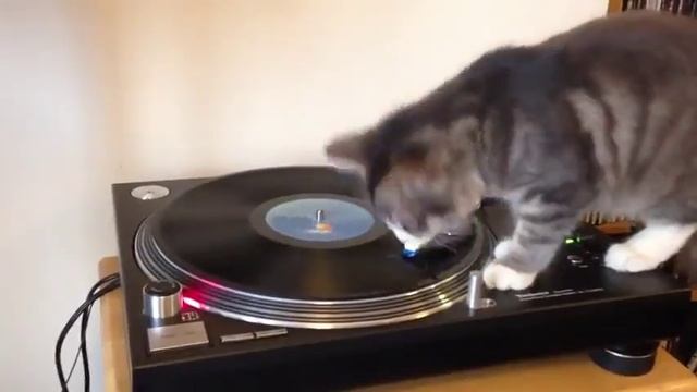 кот диджей смотреть онлайн