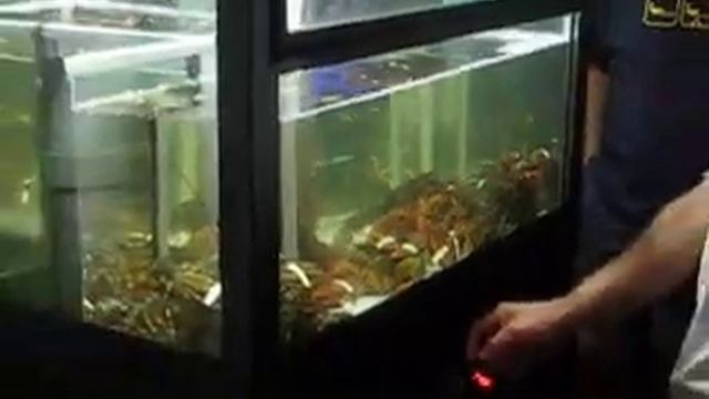 The Maine Lobster Game смотреть онлайн