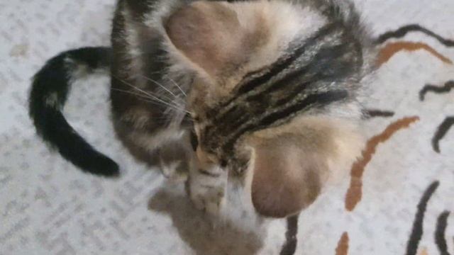 КОТОБЛОГ смотреть онлайн