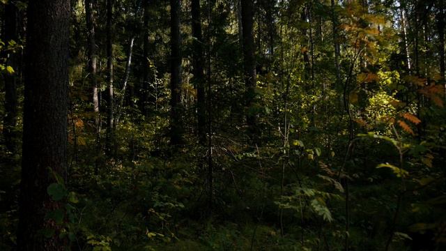 Scarborough Fair Instrumental cover | Low Tin Whistle in Autumn Forest (Tavern Celtic Flute Music) смотреть онлайн