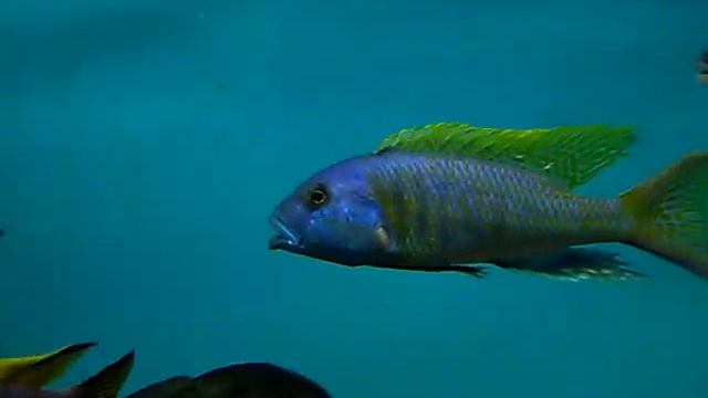 Tyrannochromis nigriventer South wild смотреть онлайн