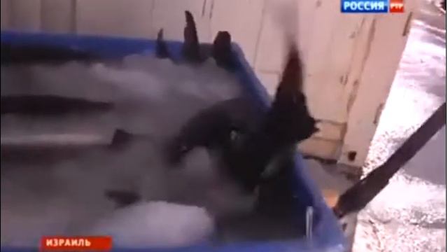 Икра из Израиля смотреть онлайн