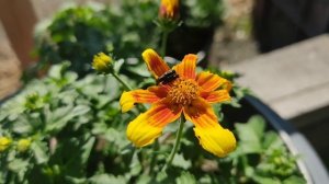 биденс. кто напал на мой цветок?