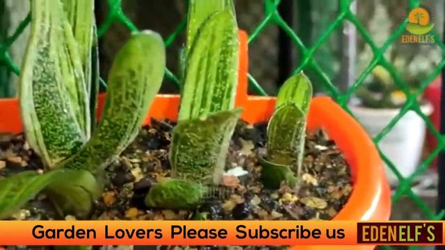 Gasteria Little Warty Variegated  | Edenelfs