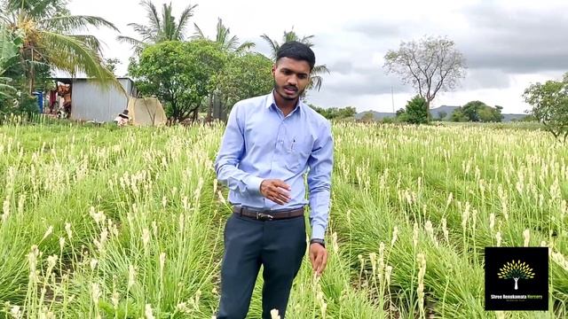 Detailed information on Tuberose plants | Double Tuberose plants | Tuberose Cultivation. смотреть онлайн