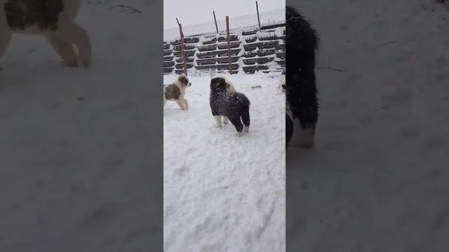 А у нас зима и наши щенки Алабая ( нужно купить щенка) смотреть онлайн