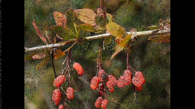 Berberis Vulgaris ( Berberidaceae)