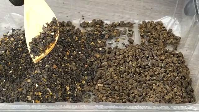 Чудо-удобрения для роз -бросил в землю и забыл! Вторая подкормка и обработка роз весной. смотреть онлайн