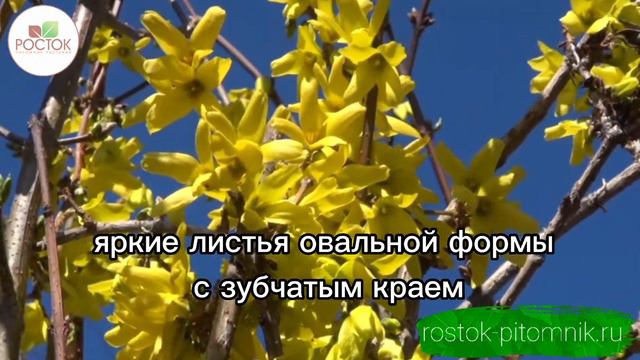 Форзиция 🤩 смотреть онлайн