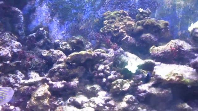 Морской зоопарк в Мацесте, рыбки смотреть онлайн