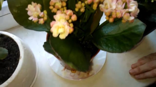 Обзор моих растений в ноябре 2 смотреть онлайн