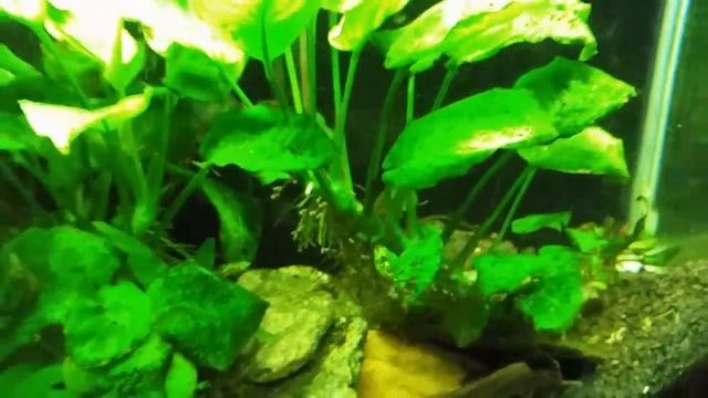 How I Trim And Divide My Aquatic Plants смотреть онлайн