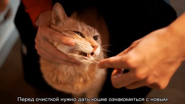 Как почистить зубы коту: варианты в домашних условиях смотреть онлайн