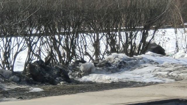 ЖК Алтуфьевское 53. Строительство началось... смотреть онлайн