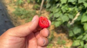 ДЕЛНИВА сорт малины