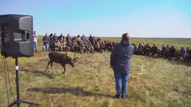 Андрей Кугаевский провел встречу с оленеводами в Ямальской тундре смотреть онлайн