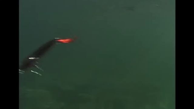 Rapala® X-Rap® 12 смотреть онлайн