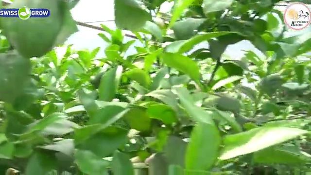 Лимонго кантип кам көрүү керек? / АГРОВЕТАЗИЯ 0552180305 смотреть онлайн