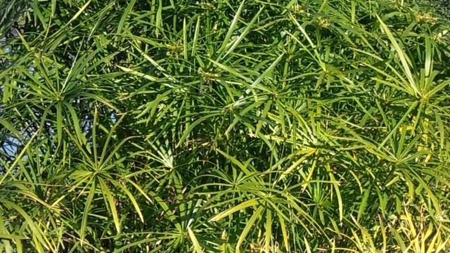 PARAGÜITAS: Cyperus alternifolius (www.riomoros.com) смотреть онлайн