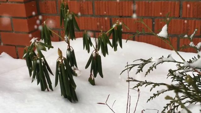 Рододендрон Кальсап (Rhododendron Calsap) смотреть онлайн