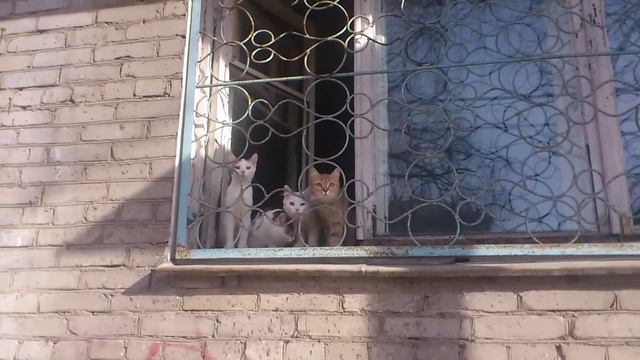 Кошки в окошке смотреть онлайн