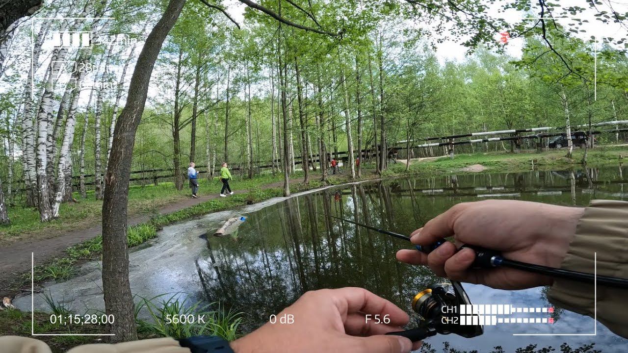 Кто живет в пруду? Лягушатник в Дубне. Мормышинг смотреть онлайн