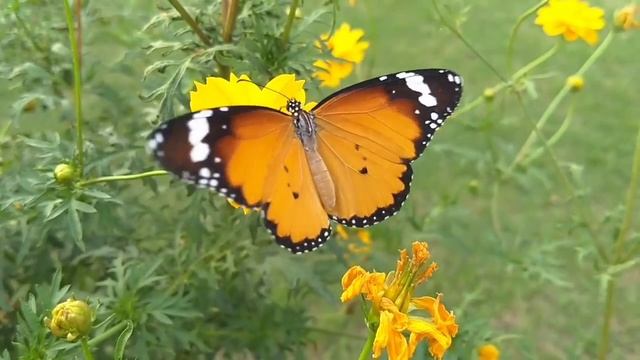 ???Где-Нибудь на природе. Убойная инструментальная композиция для расслабления???