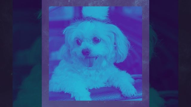 Впечатление (Дрессировка собак) смотреть онлайн