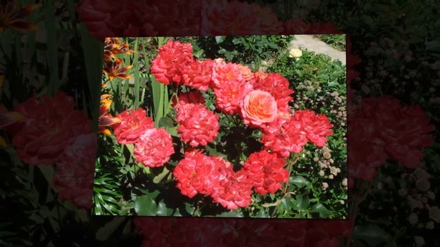 Midsummer Rose Tantau смотреть онлайн