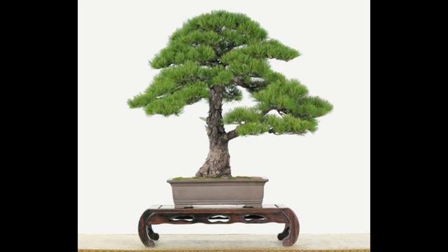 Pinus parviflora 'Burke's Bonsai' part II смотреть онлайн
