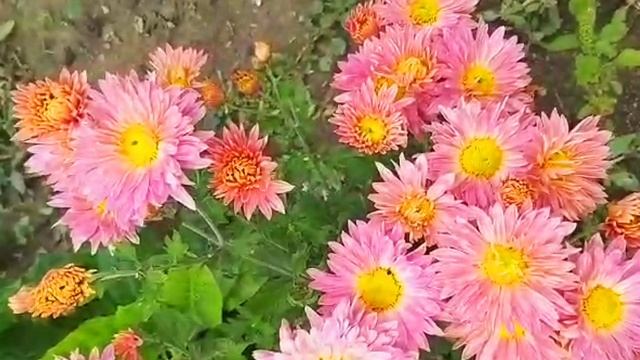 Колина радость. Обзор на три видео Grandeniko Vlog смотреть онлайн