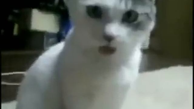удивленный котэ, есть от чего.mp4 смотреть онлайн