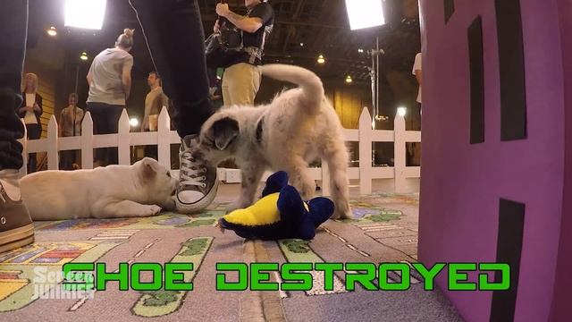 John Boyega and PUPPIES! Pacific Rim Uprising смотреть онлайн