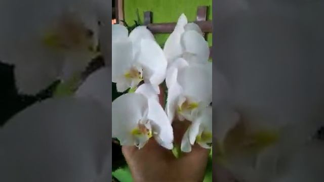 Orquideas phalaenopsis linda coleção 👏👏👏❤❤❤ смотреть онлайн