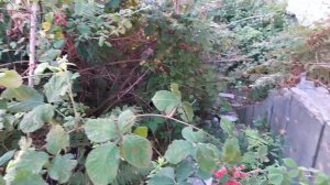 Заброшенный военный санаторий в Абхазии