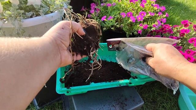 27.08.22 ХОСТЫ в упаковках, посадка в зиму два сорта от АХ Поиск