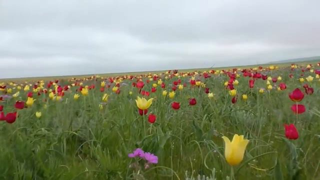 Лидия Майорова - Будь счастлив... смотреть онлайн